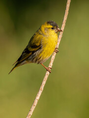 Fototapeta premium Lúgano macho (Spinus spinus) posado en una rama delgada, pequeño pájaro cantor de plumaje amarillo y verde en la naturaleza con fondo desenfocado. 