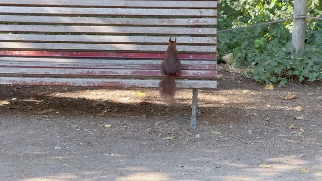 Red squirrel running and jumping onto a bench in a park, tracked camera shot