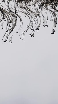 Black ink drops falling into clear water, creating intricate patterns and dark swirls as they dissolve and expand against an isolated solid white background, creating an elegant visual effect