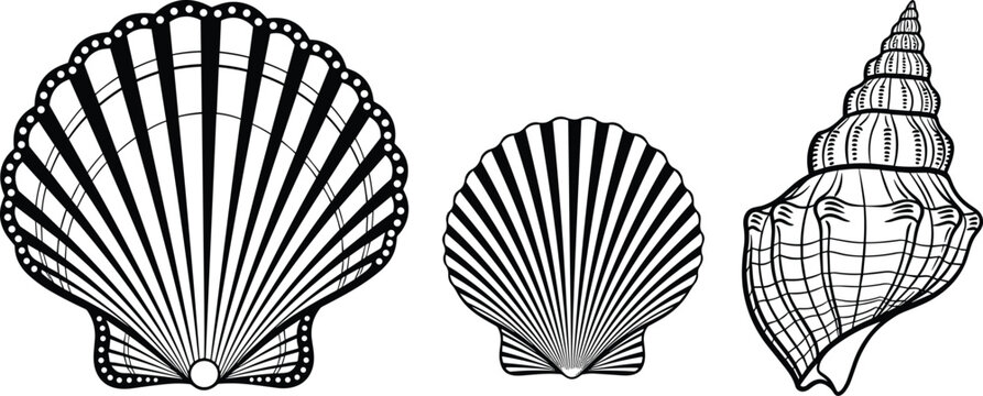 Scallop and conch seashell line art set with detailed marine shells hand drawn outline vector illustration isolated on white background