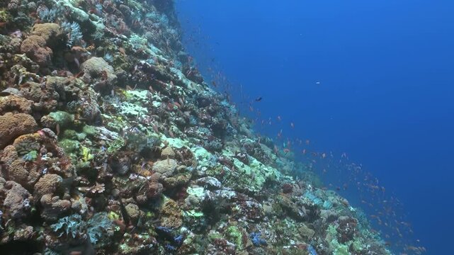 Sunlight touches the corals and schools of anthias dance along the reef at Apo Island, Philippines. Marine life thrives in this blue paradise.