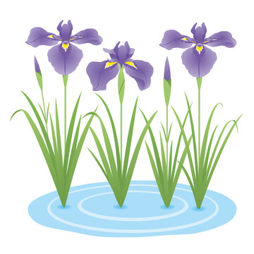 菖蒲の花