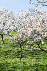 Fototapeta premium Almond Orchard in Full Bloom Petrin Hill Prague Spring