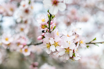 Naklejka premium Almond Blossom Flowers with Soft Spring Bokeh Background