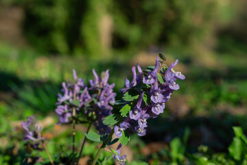 Obraz premium purple flowers in the garden