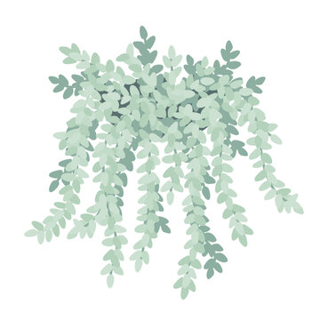 Sedum morganianum or Burrito Donkey Tail Succulent plant. Vector isolated illustration.