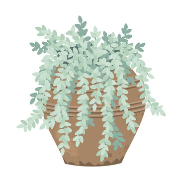 Potted Sedum morganianum. Burrito Donkey Tail Succulent plant in a clay pot. Vector isolated illustration
