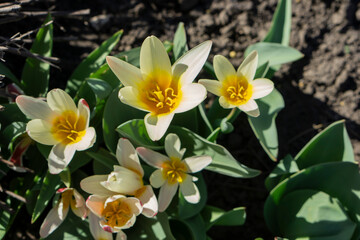 Obraz premium yellow and white flowers