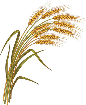 Golden Wheat Ears Isolated on White Background