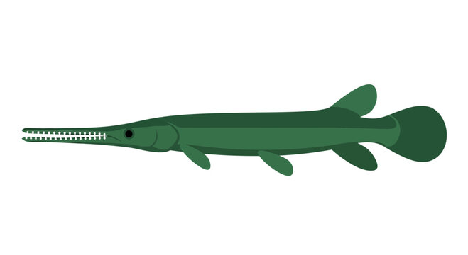 Alligator Gar Fish Illustration, Long Snout, Sharp Teeth, Aquatic Predator