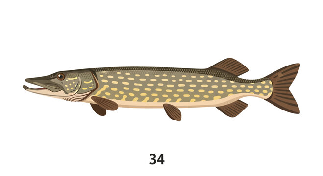 Illustration of a Northern Pike fish, isolated on white background