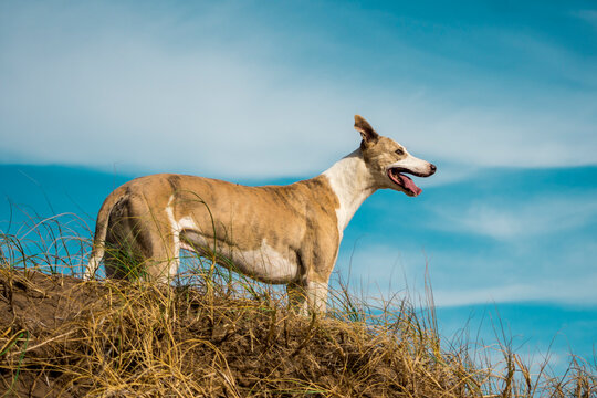 Galgo cazando mirando al horizonte en pastizal Argentina