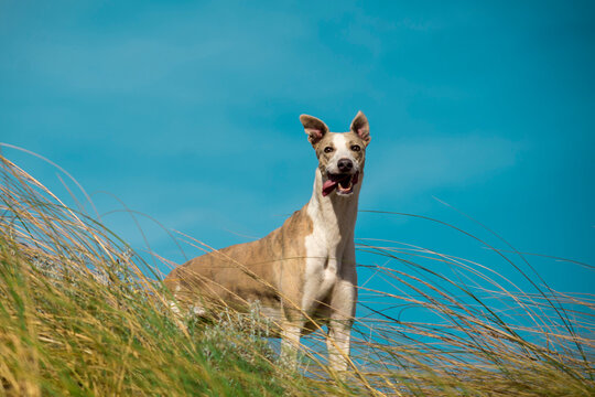 Galgo cazando mirando al horizonte en pastizal Argentina