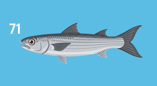 Grey Mullet Fish Illustration on Blue Background with Number 71