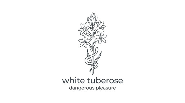 Elegant Black And White Line Art of Tuberose