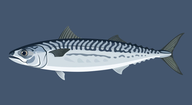 Illustration of a Mackerel Fish with Blue Stripes on a Dark Blue Background