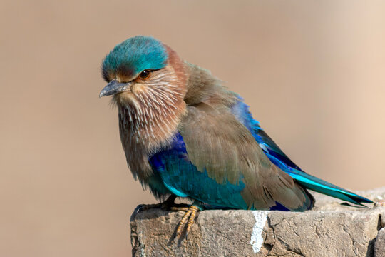 portrait of the indian roller bird