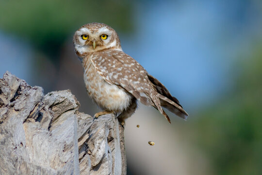 beautiful closeup of the spotted owlets on the tree 