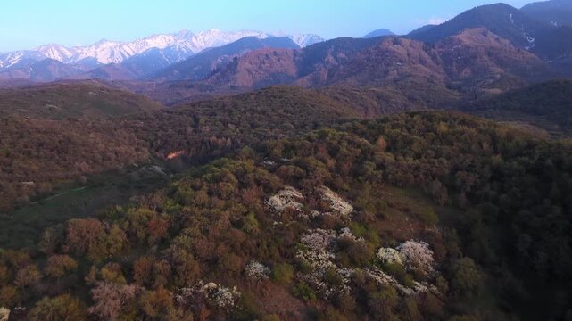 The beginning of spring blooming in the mountains. Talgar gorge. Ile-Alatau National Nature Park. The view from the drone.