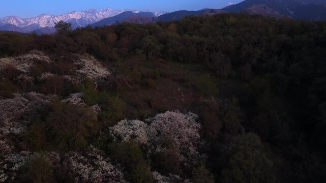 The beginning of spring blooming in the mountains. Talgar gorge. Ile-Alatau National Nature Park. The view from the drone.