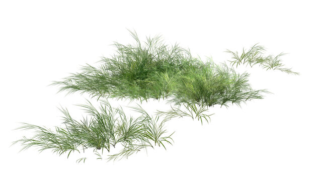 dill isolated on white/High Resolution Green Grass Bushes Isolated on White Background for Landscape Design