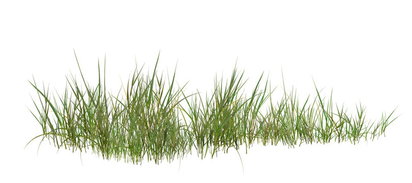 green grass isolated on white/High Resolution Green Grass Border Isolated on White Background for Architectural Rendering