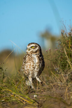 Lechuza viscachera Athene cunicularia de madriguera