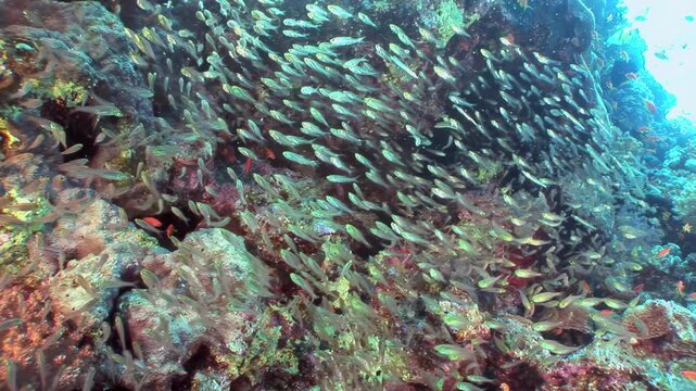 A breathtaking underwater journey reveals a massive school of tiny fish dancing around vivid corals in Fiji. Nurse sharks gently cruise by, accompanied by remoras, a true ocean spectacle at daytime.