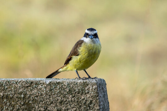 Benteveo Pitangus sulphuratus ave