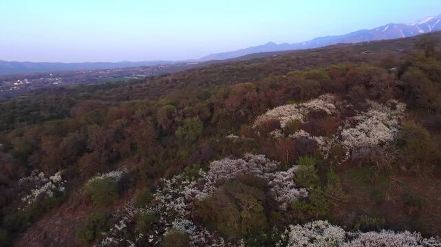 The beginning of spring blooming in the mountains. Talgar gorge. Ile-Alatau National Nature Park. The view from the drone.