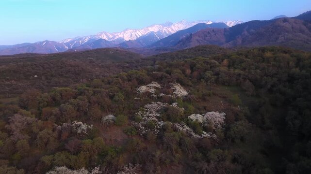 The beginning of spring blooming in the mountains. Talgar gorge. Ile-Alatau National Nature Park. The view from the drone.