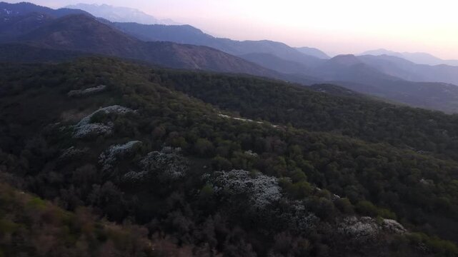 The beginning of spring blooming in the mountains. Talgar gorge. Ile-Alatau National Nature Park. The view from the drone.