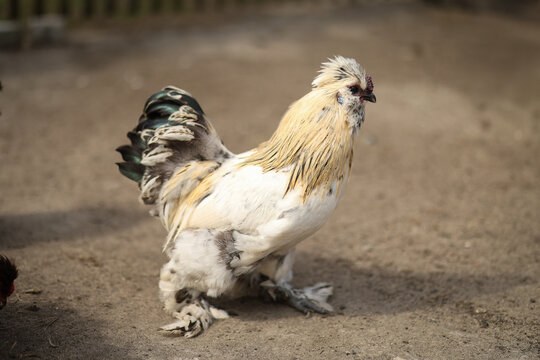Silkie chicken farm