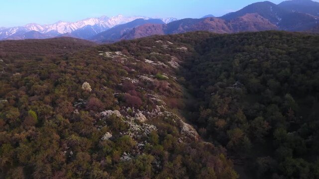 The beginning of spring blooming in the mountains. Talgar gorge. Ile-Alatau National Nature Park. The view from the drone.