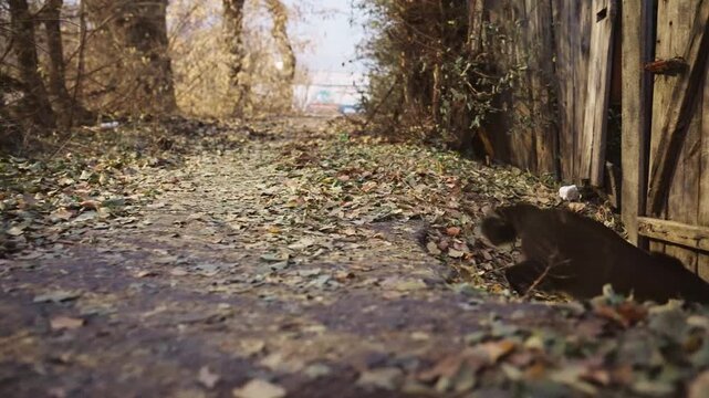Tabby cat slips through narrow gap in broken gate then vanishes into leaf strewn lane, leaving empty path behind. Frames show creaking latch and worn hinge, scattered leaves, overgrown fence