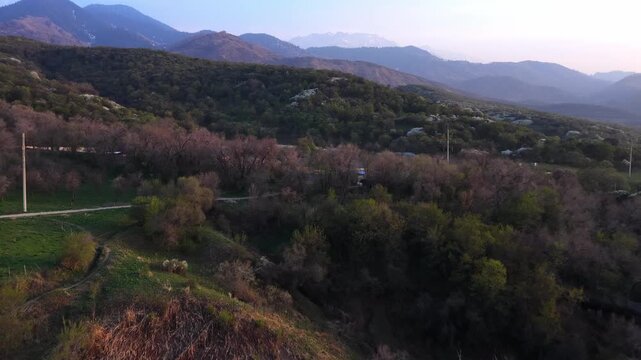 The beginning of spring blooming in the mountains. Talgar gorge. Ile-Alatau National Nature Park. The view from the drone.