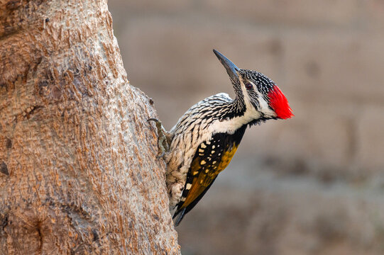 closeup of the black rumped flameback 