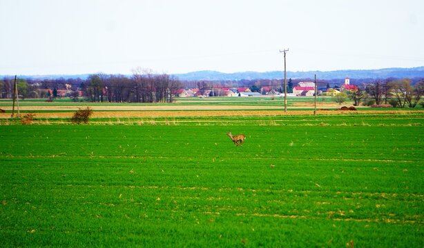 Biegnąca sarna na polu
