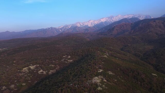 The beginning of spring blooming in the mountains. Talgar gorge. Ile-Alatau National Nature Park. The view from the drone.