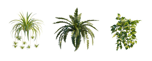 hanging plant without pots (trailing plant, bare root vine, dangling plant) isolated PNG on a transparent background premium nature cutout © Roman