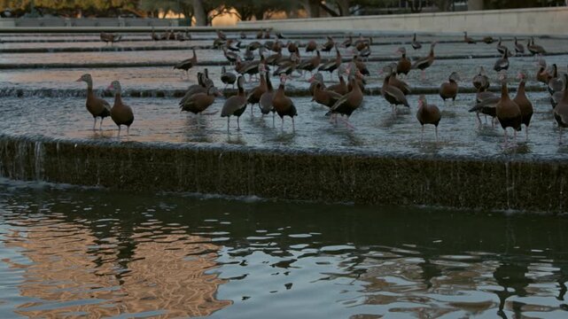 Wide shot of Egyptian goose at a public park pond