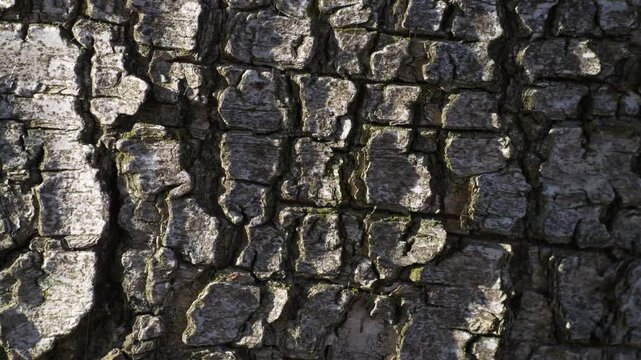 Tree bark texture with subtle downward drift revealing natural detail