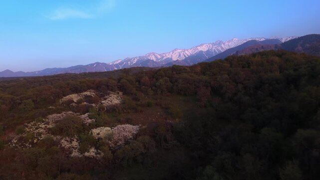 The beginning of spring blooming in the mountains. Talgar gorge. Ile-Alatau National Nature Park. The view from the drone.