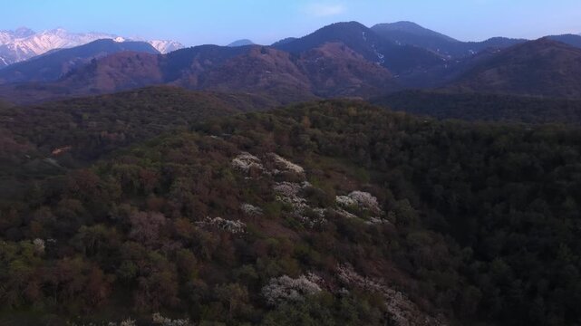 The beginning of spring blooming in the mountains. Talgar gorge. Ile-Alatau National Nature Park. The view from the drone.