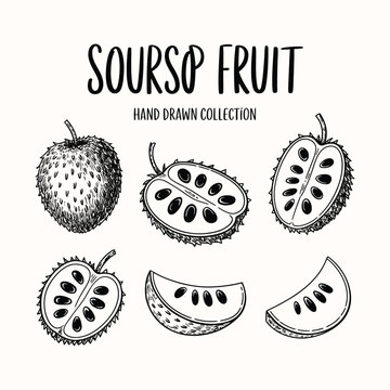Soursop fruit hand drawn illustration on white background, tropical graviola sketch, exotic fruit botanical drawing, detailed organic line art and natural food concept vector design