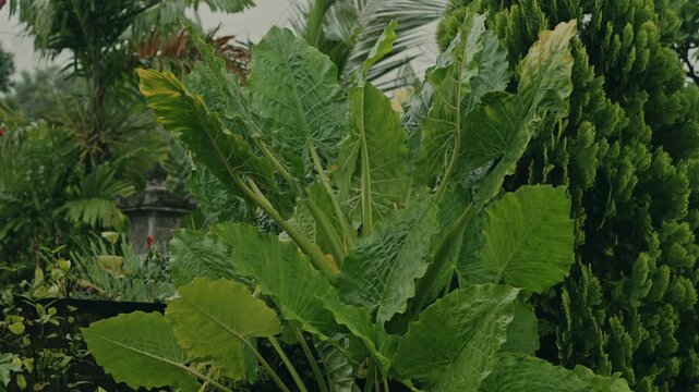 Gentle drizzle falling in a tropical garden featuring alocasia leaves, cypress trees, and frangipani, creating a calm, refreshing atmosphere with lush greenery and soothing natural rain ambience.