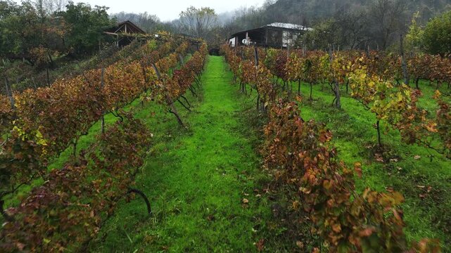 Aerial: Lifting up in front of green hills full of wine plantages. Flying between wineyards on beautiful autumn day.