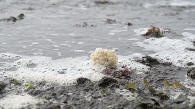 Egg clump of whelk snail washed up on beach, low tide North sea coast, and tidal flats, maritime ecosystem, habitat for organisms