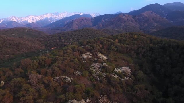 The beginning of spring blooming in the mountains. Talgar gorge. Ile-Alatau National Nature Park. The view from the drone.