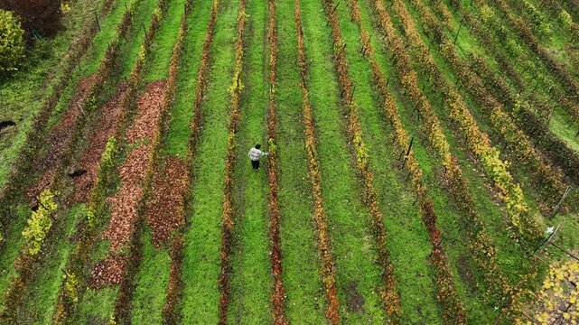 Aerial top-down drone view of a farmer harvesting bunches of grapes in a vineyard. Rows of wine plantations create a geometric pattern while the harvesting process adds human activity and storytelling